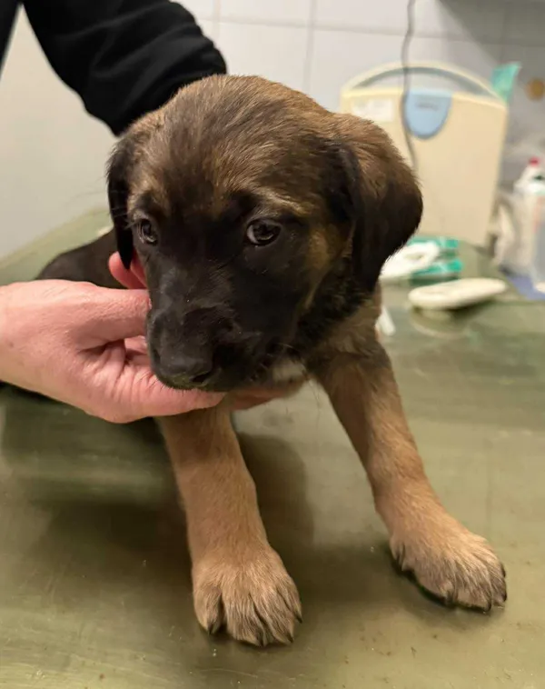 Znaleziono psa, Lublin, 3 grudnia 2025