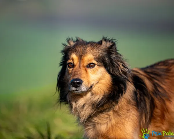 Znaleziono psa, Racławice, 28 listopada 2025 (2/5)