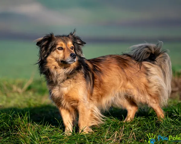 Znaleziono psa, Racławice, 28 listopada 2025 (3/5)