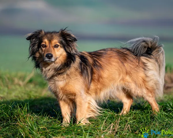 Znaleziono psa, Racławice, 28 listopada 2025 (4/5)