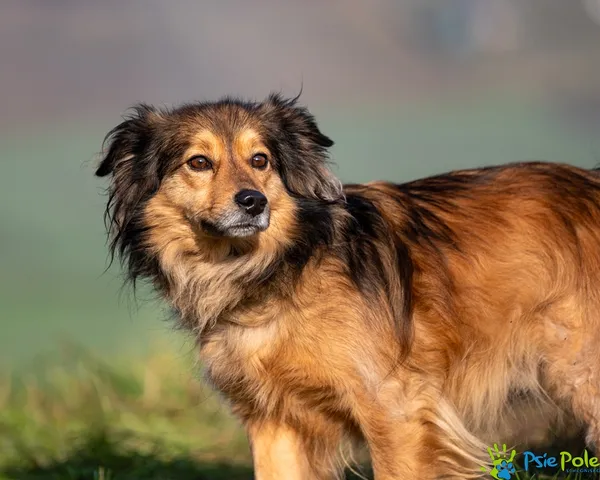 Znaleziono psa, Racławice, 28 listopada 2025 (5/5)