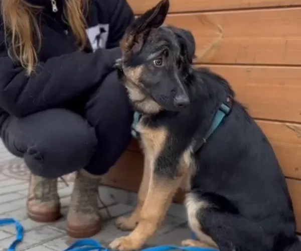 Pies do adopcji, Głowno, 3 grudnia 2025 (1/4)