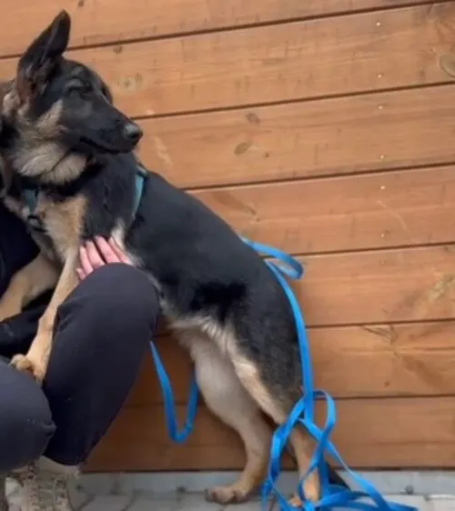 Pies do adopcji, Głowno, 3 grudnia 2025 (2/4)