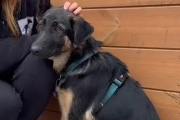 Pies do adopcji, Głowno, 3 grudnia 2025 (3/4)