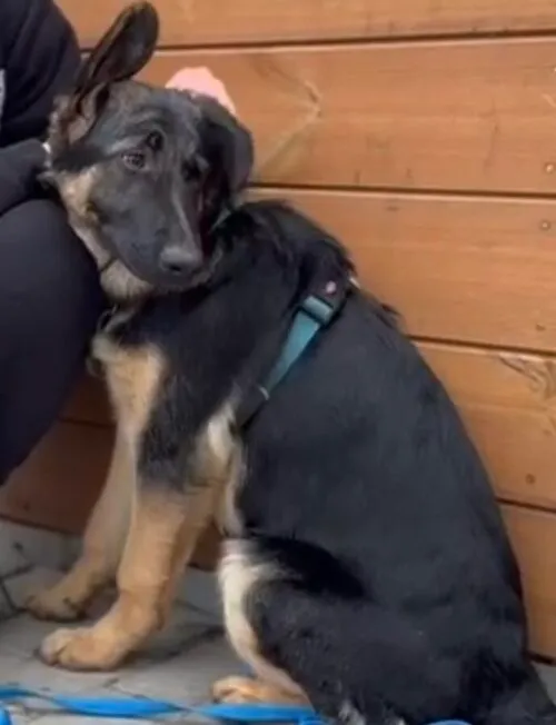 Pies do adopcji, Głowno, 3 grudnia 2025 (4/4)