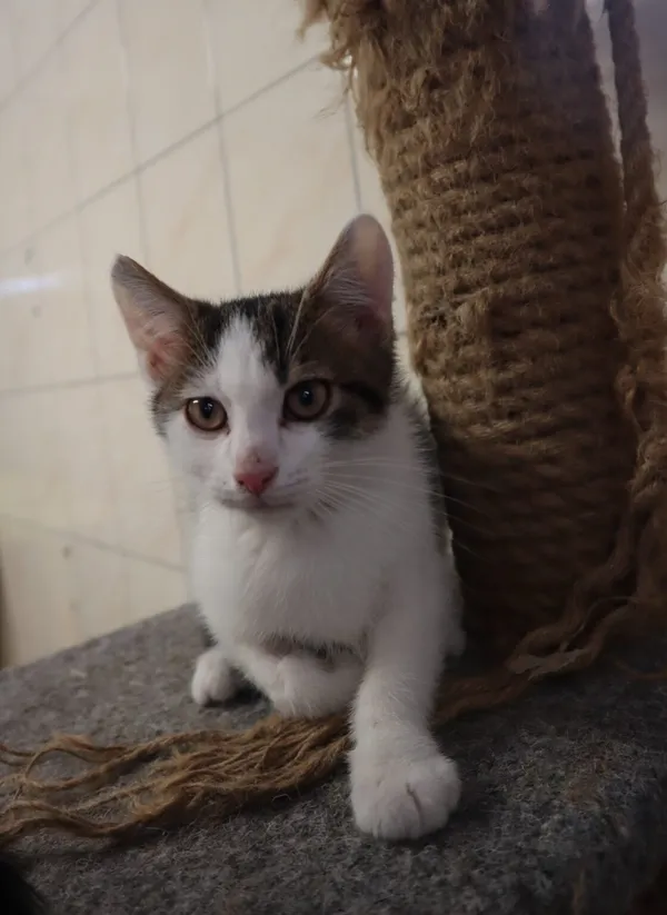 Kot do adopcji, Częstochowa, 10 lipca 2025 (1/2)