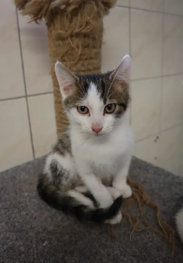 Kot do adopcji, Częstochowa, 10 lipca 2025 (2/2)