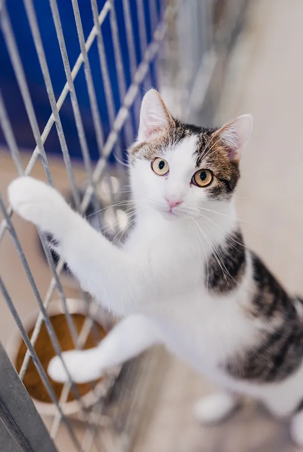 Kot do adopcji, Częstochowa, 10 lipca 2025 (1/5)