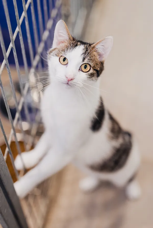 Kot do adopcji, Częstochowa, 10 lipca 2025 (2/5)