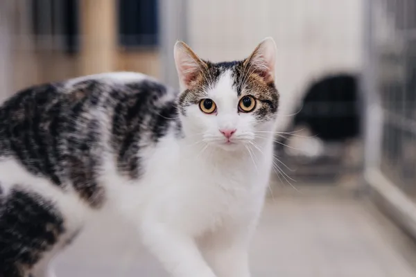 Kot do adopcji, Częstochowa, 10 lipca 2025 (3/5)