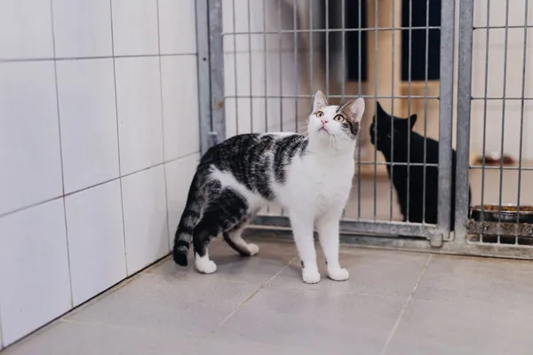 Kot do adopcji, Częstochowa, 10 lipca 2025 (4/5)