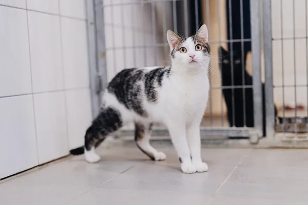 Kot do adopcji, Częstochowa, 10 lipca 2025 (5/5)