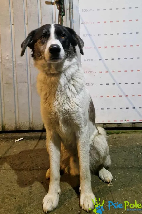 Znaleziono psa, Racławice, 2 grudnia 2025