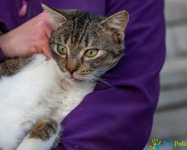 Znaleziono kota, Racławice, 2 grudnia 2025 (3/5)