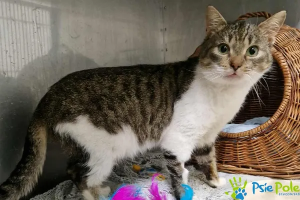 Znaleziono kota, Racławice, 2 grudnia 2025 (5/5)