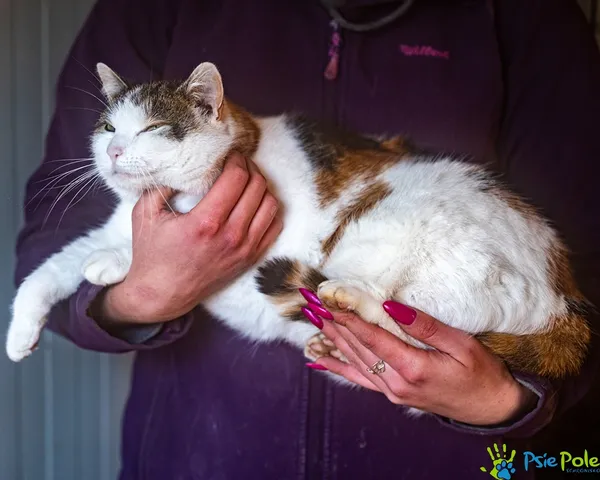 Znaleziono kota, Racławice, 28 listopada 2025 (1/5)