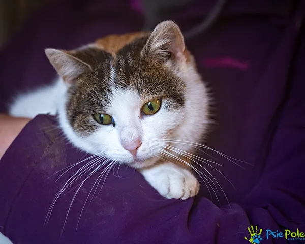 Znaleziono kota, Racławice, 28 listopada 2025 (2/5)