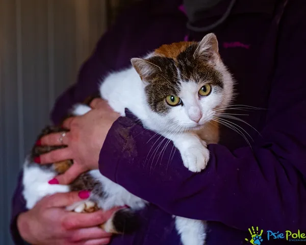 Znaleziono kota, Racławice, 28 listopada 2025 (3/5)