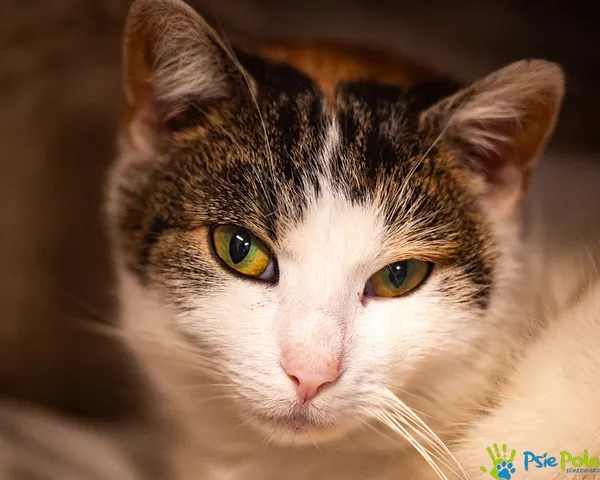 Znaleziono kota, Racławice, 28 listopada 2025 (4/5)