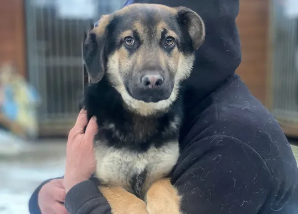 Pies do adopcji, Głowno, 3 grudnia 2025 (1/2)