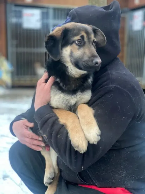 Pies do adopcji, Głowno, 3 grudnia 2025 (2/2)