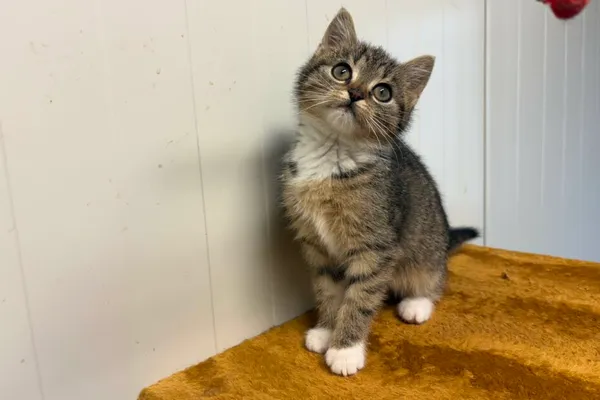 Kot do adopcji, Henrykowo, 5 listopada 2025 (1/2)