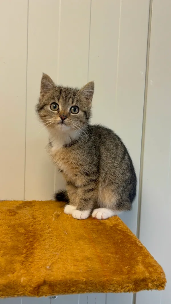 Kot do adopcji, Henrykowo, 5 listopada 2025 (2/2)