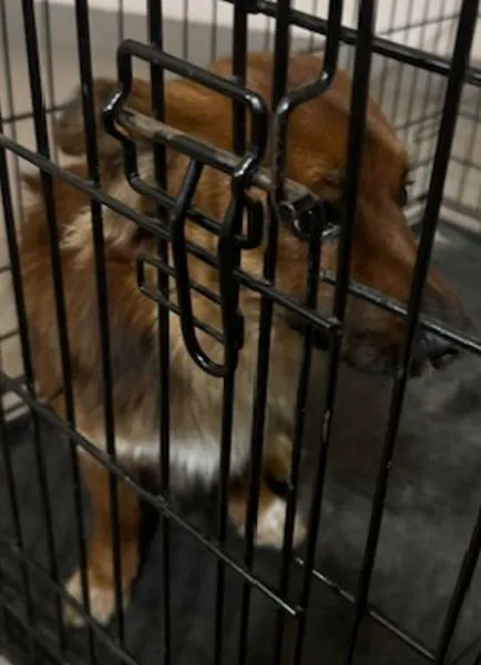 Znaleziono psa, Radom, 3 grudnia 2025