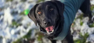 Pies do adopcji, Oborniki, 27 października 2025