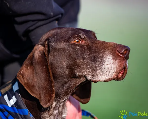 Znaleziono psa, Racławice, 1 grudnia 2025 (4/5)