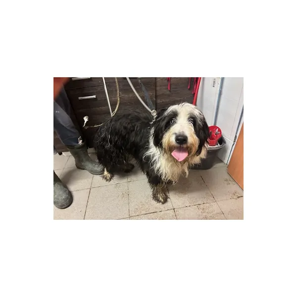 Znaleziono psa, Białystok, 3 grudnia 2025