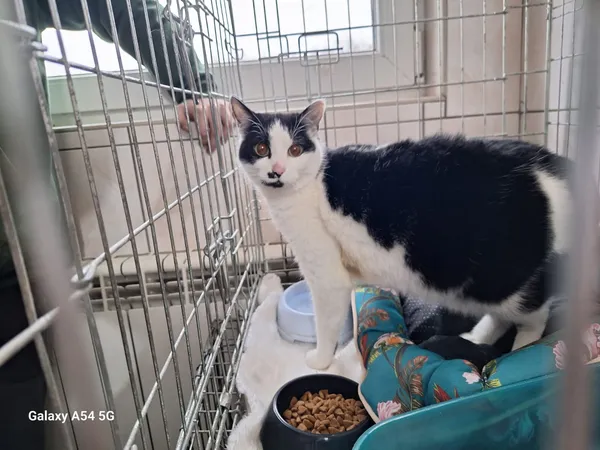 Kot do adopcji, Orzechowce, 3 grudnia 2025 (1/2)