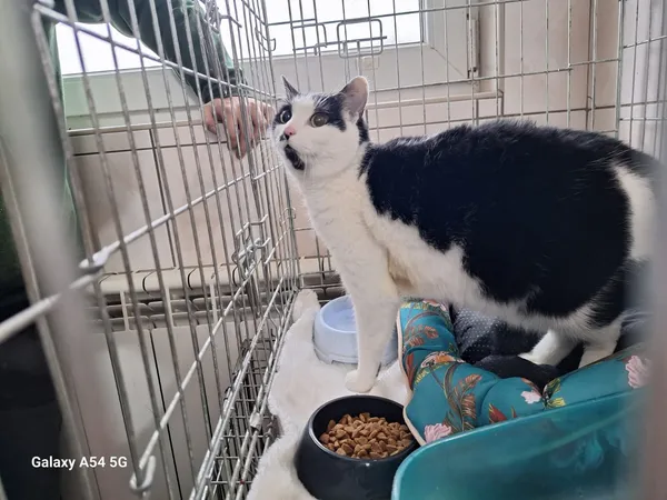 Kot do adopcji, Orzechowce, 3 grudnia 2025 (2/2)