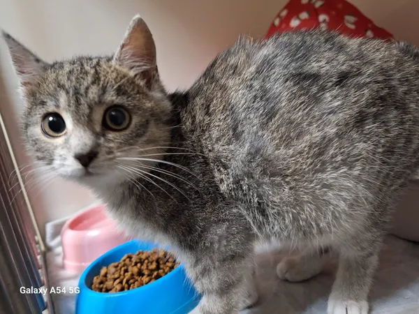 Kot do adopcji, Orzechowce, 3 grudnia 2025 (1/3)