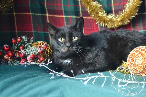 Kot do adopcji, Chełmek, 25 sierpnia 2025