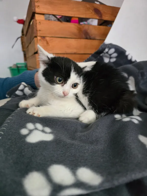 Kot do adopcji, Czartki, 3 grudnia 2025 (3/4)