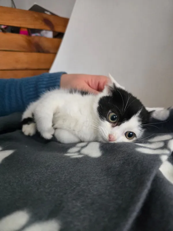 Kot do adopcji, Czartki, 3 grudnia 2025 (4/4)