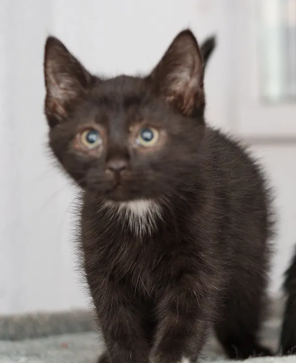 Kot do adopcji, Zgierz, 4 grudnia 2025 (2/4)