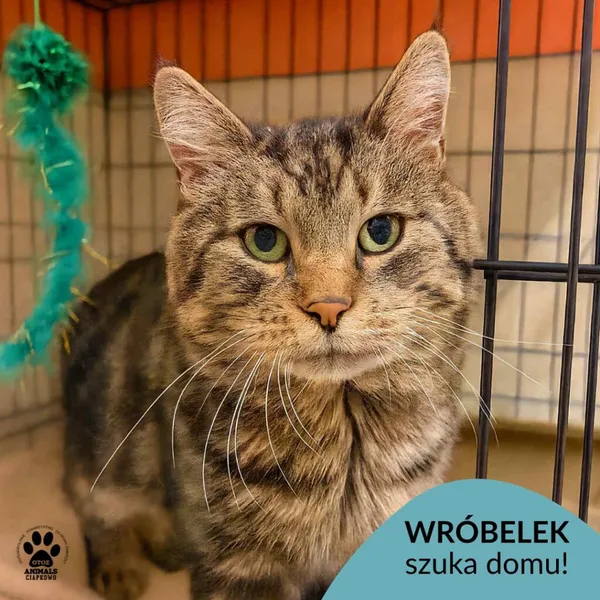 Kot do adopcji, Gdynia, 4 grudnia 2025 (1/4)