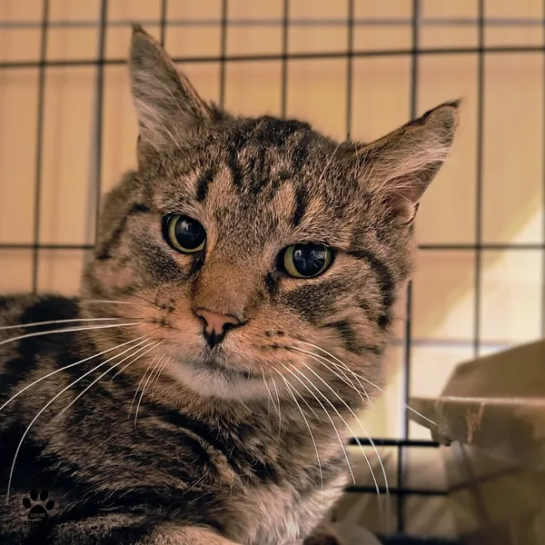 Kot do adopcji, Gdynia, 4 grudnia 2025 (2/4)