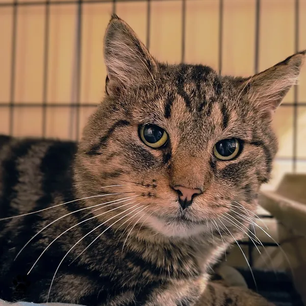 Kot do adopcji, Gdynia, 4 grudnia 2025 (3/4)