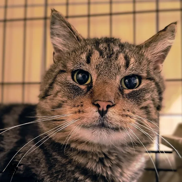 Kot do adopcji, Gdynia, 4 grudnia 2025 (4/4)