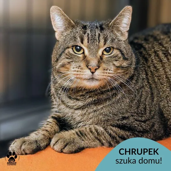 Kot do adopcji, Gdynia, 4 grudnia 2025 (1/4)