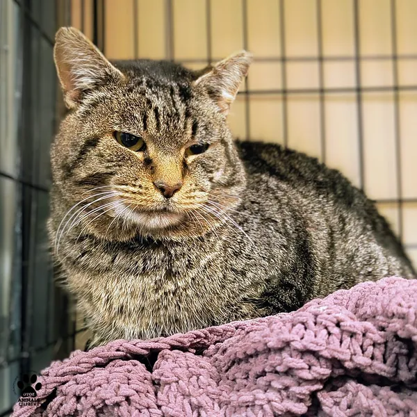 Kot do adopcji, Gdynia, 4 grudnia 2025 (2/4)