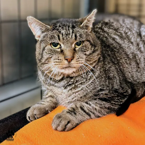 Kot do adopcji, Gdynia, 4 grudnia 2025 (3/4)