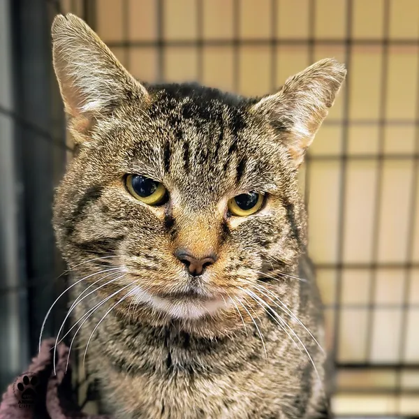 Kot do adopcji, Gdynia, 4 grudnia 2025 (4/4)