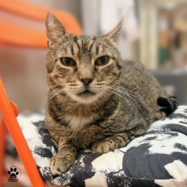 Kot do adopcji, Gdynia, 4 grudnia 2025 (3/3)