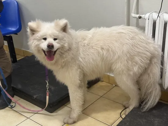 Pies do adopcji, Kraków, 19 listopada 2025