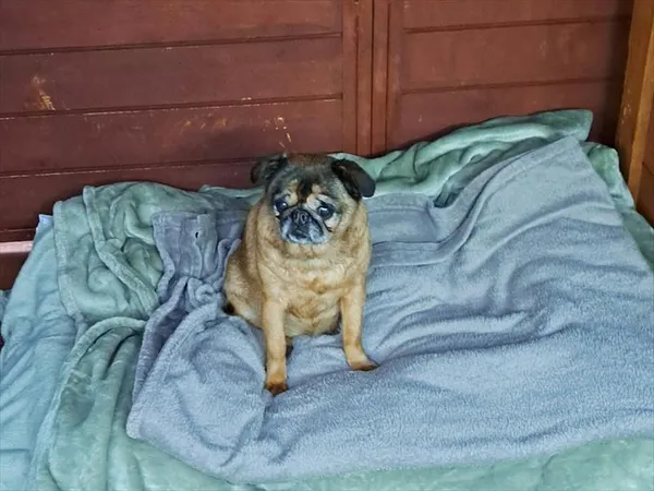 Pies do adopcji, Gorzów Wielkopolski, 4 grudnia 2025