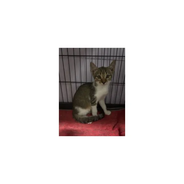 Znaleziono kota, Białystok, 4 sierpnia 2025